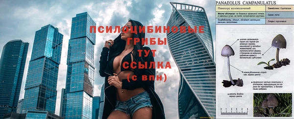 прущие грибы Абинск
